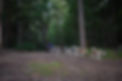 Sled dog training 3.jpg