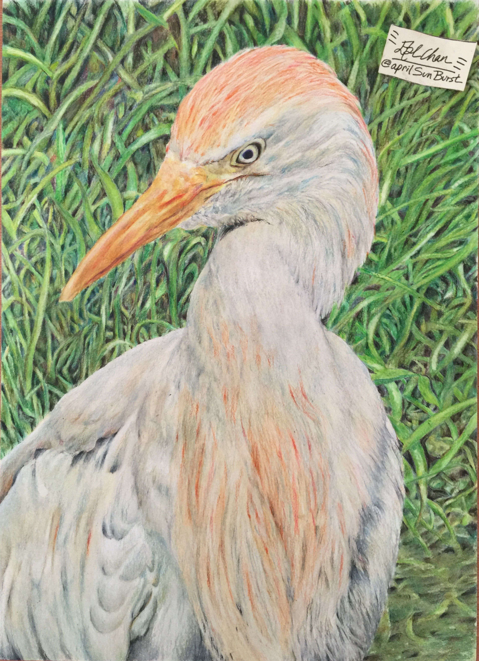 wildbird