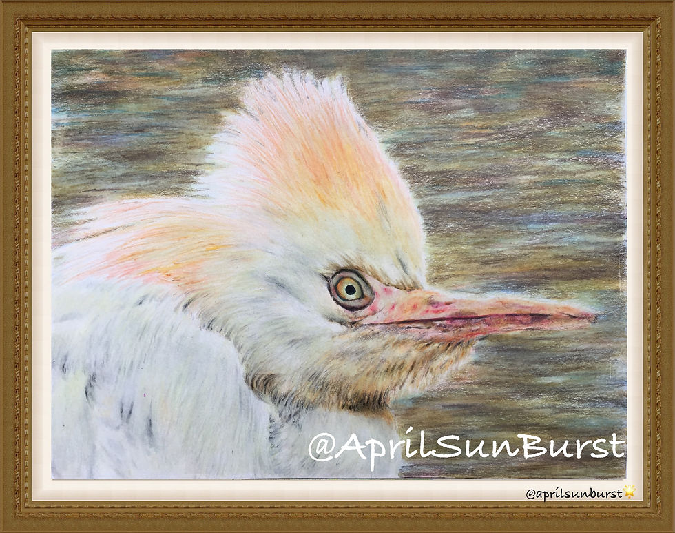 Thumbnail: Hand Made colored pencils drawing of Macaw