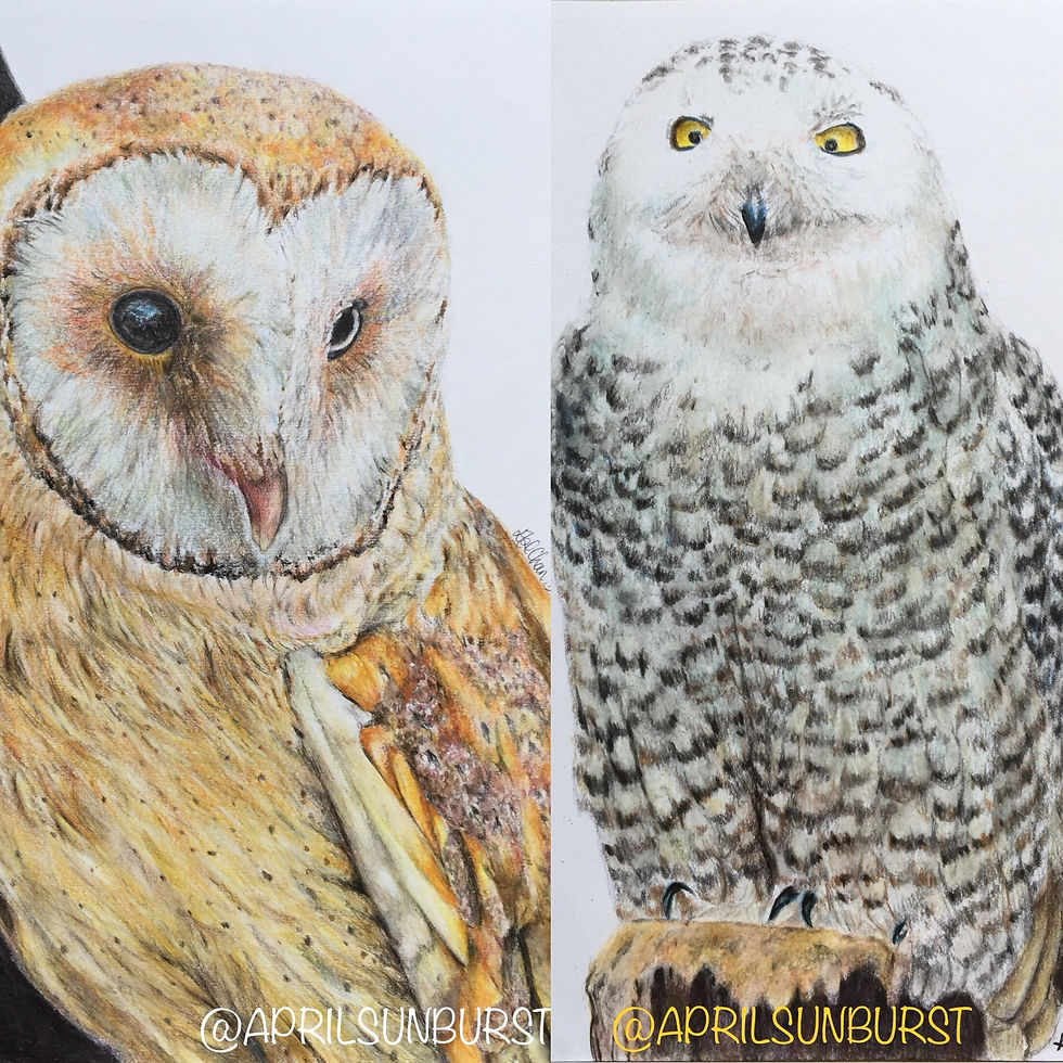 Thumbnail: Hand Made colored pencils drawing of Macaw