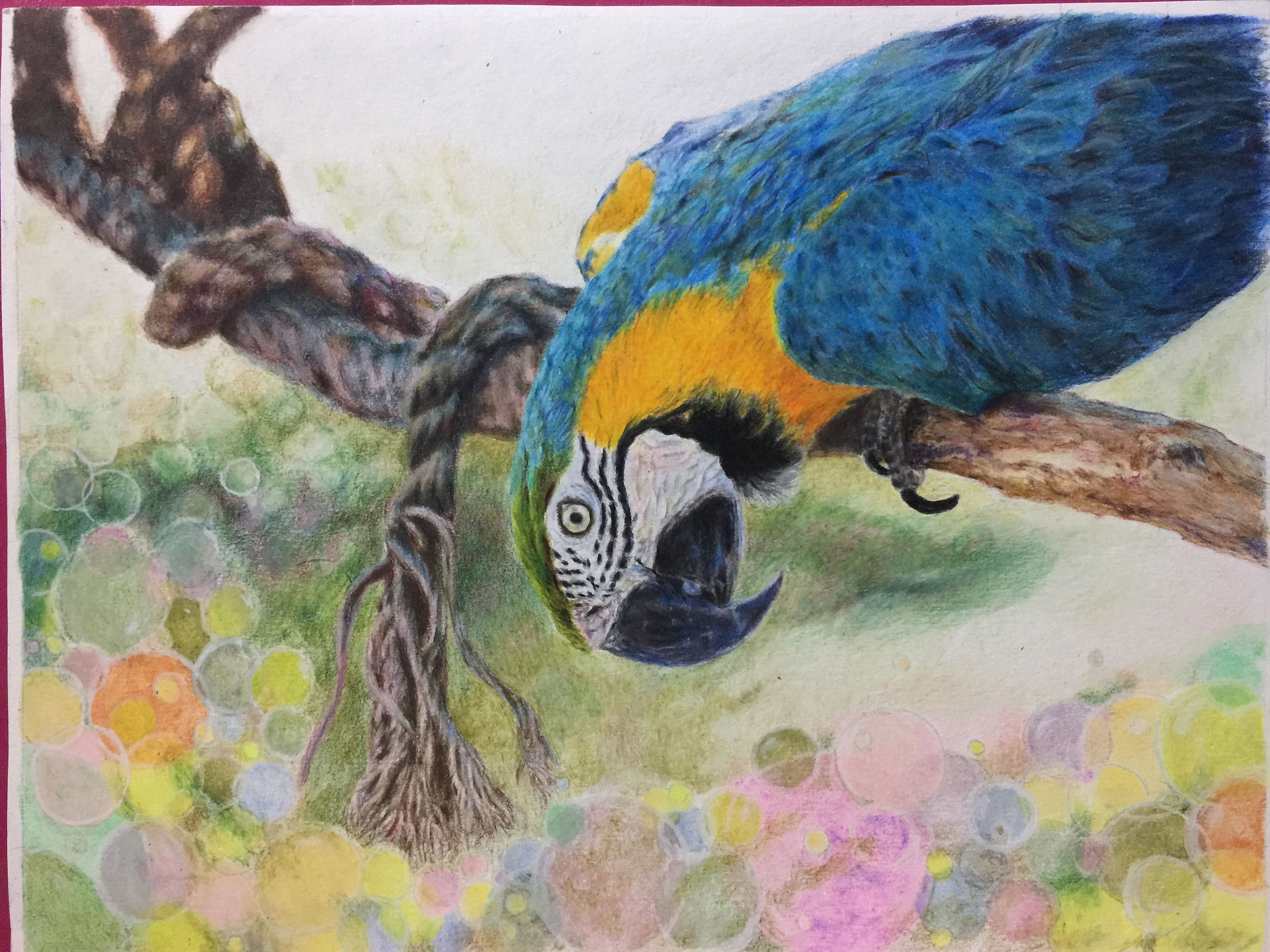 macaw 3