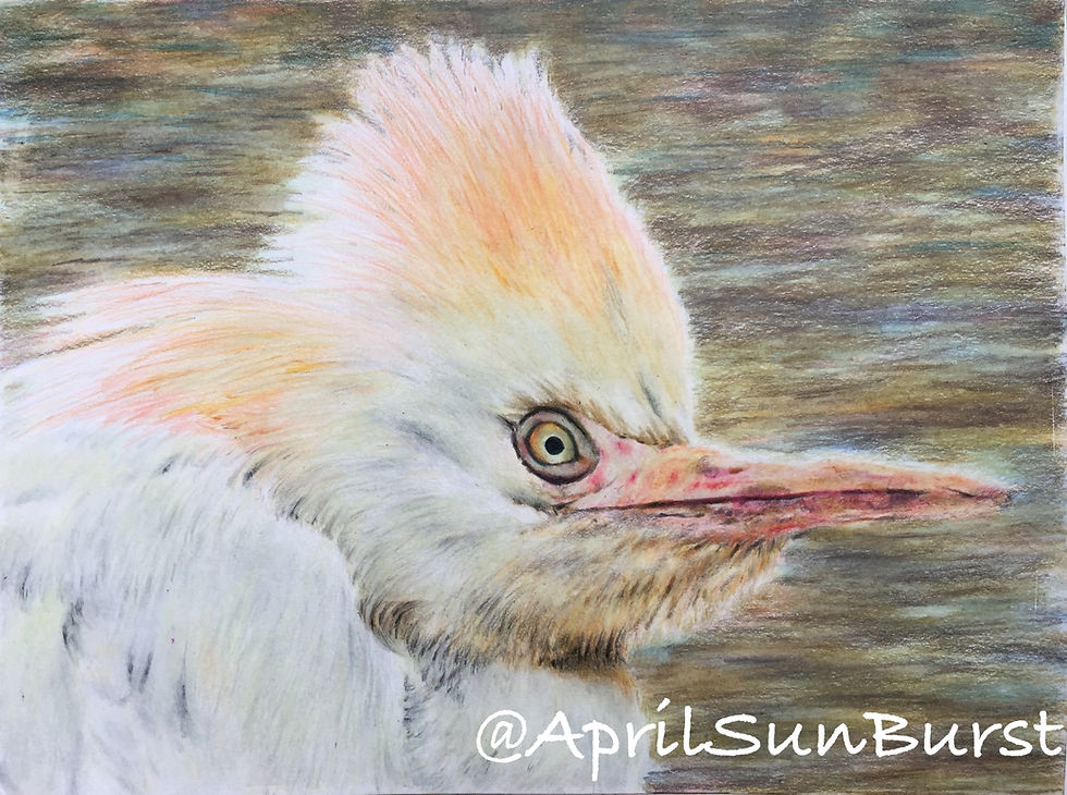Thumbnail: Hand Made colored pencils drawing of Macaw
