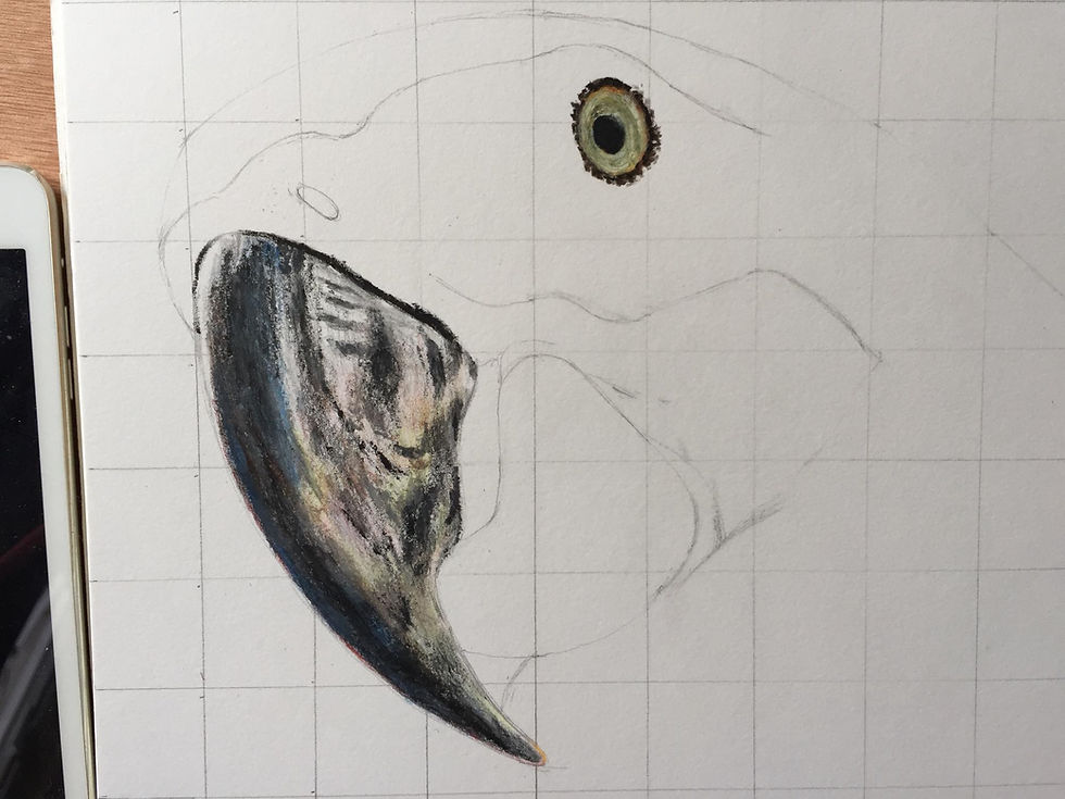 Thumbnail: Hand Made colored pencils drawing of Macaw