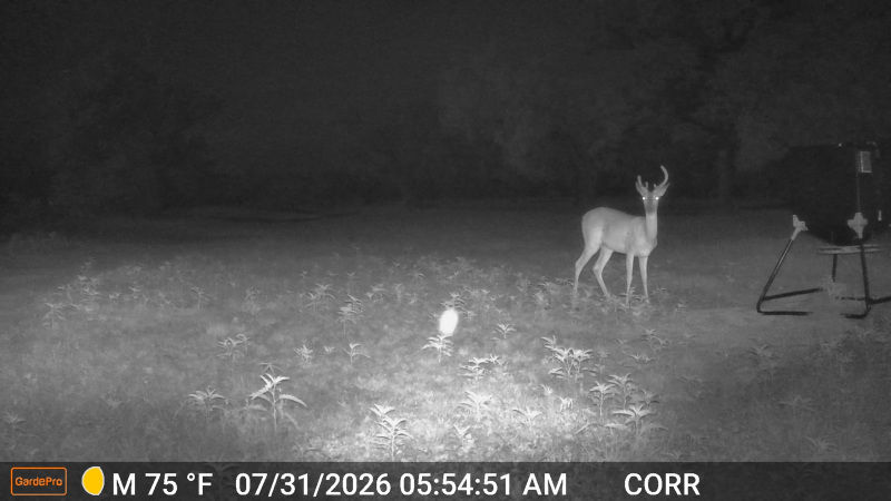 260731_0554_Corral