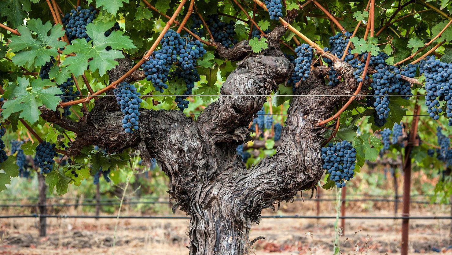 SFD_Transitioning_Organic2_CR_Courtesy_Grgich_Hills_Estate_2520x1420-1536x866.jpg