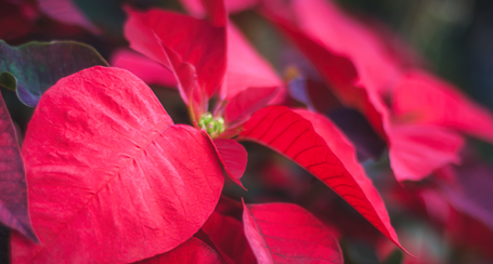 Poisonous Plants Visual Guide