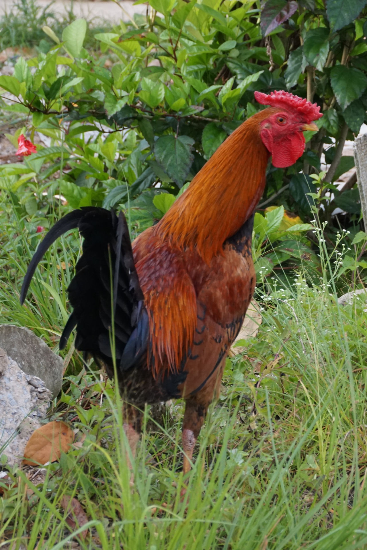 A Cuban chicken wandering the street outside our casa particular. Vinales, Cuba