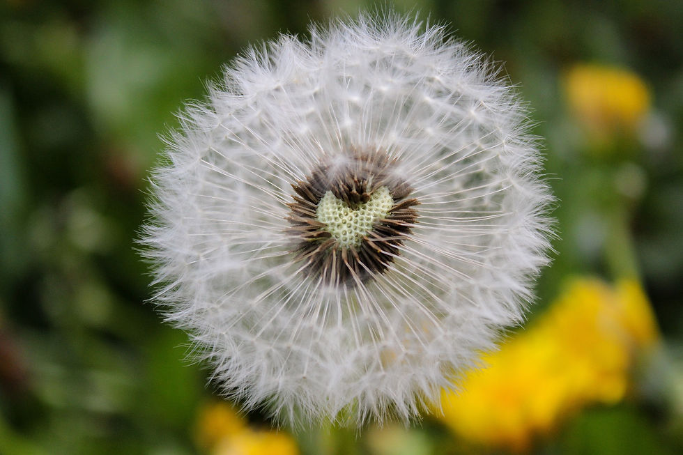 dandelion-3348685_1920