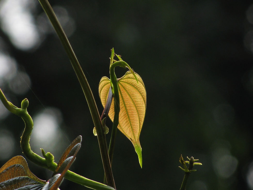 leaf-450721_1920
