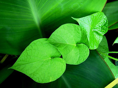 morning-glory-238624.jpg