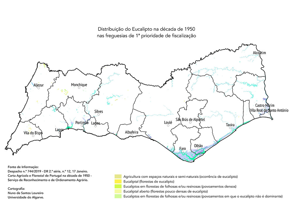 Eucalipto na década de 1950