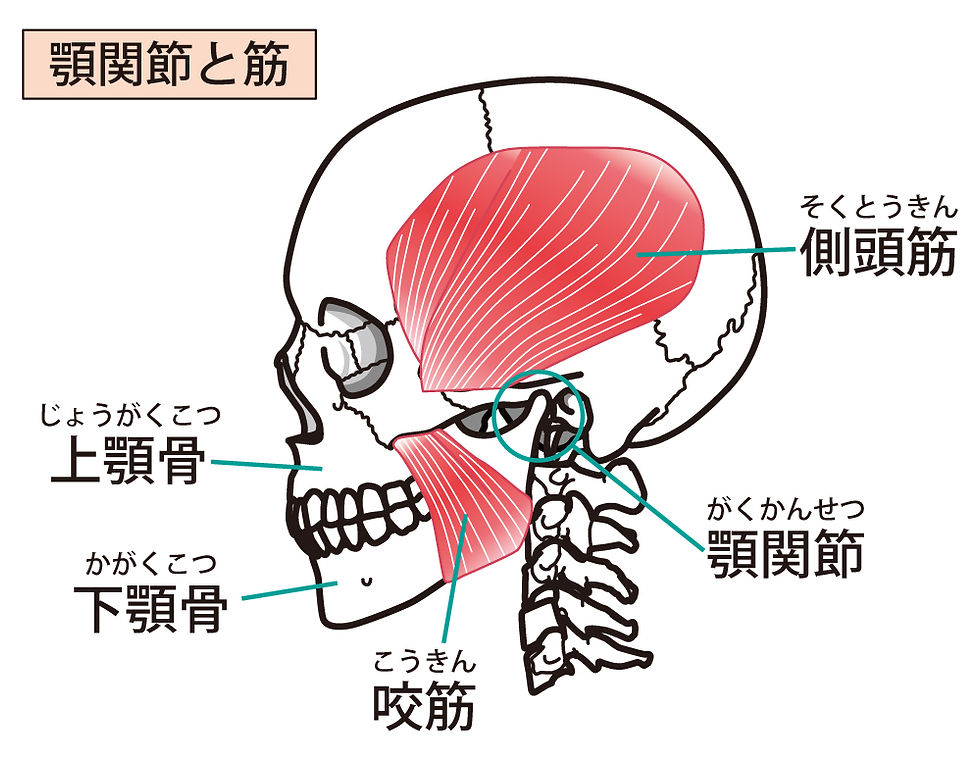 頭部の解剖イラスト。赤色で咬筋と側頭筋を示し、顎関節や上顎骨、下顎骨をラベル付きで表示。背景は白。