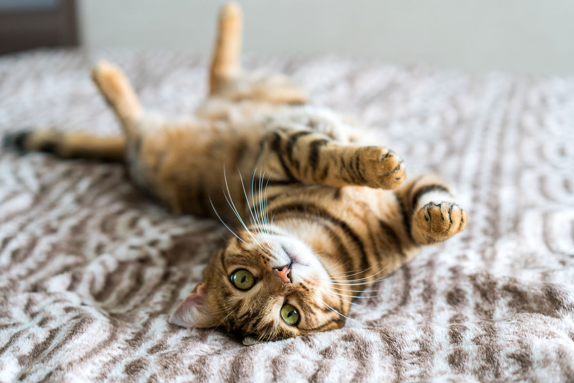 AdobeStock_191415206.jpeg