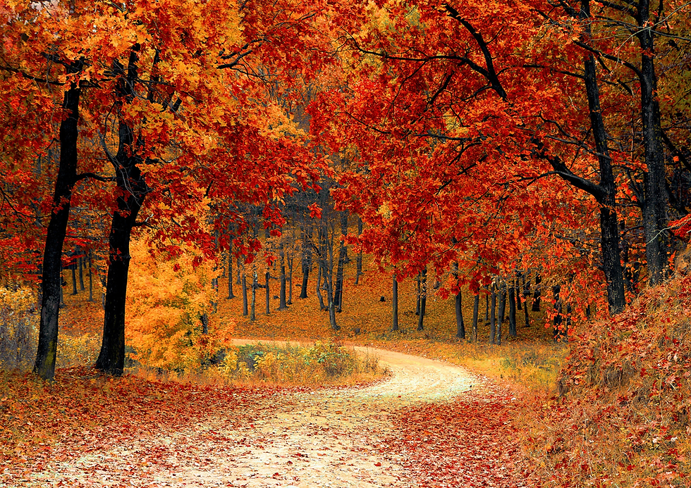 Ayurveda for Autumn: How to Stay Grounded, Balanced, and Healthy This Season
