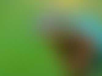 ПОЧЕМУ Я НЕ ХАМЕЛЕОН?
