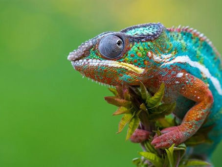 ПОЧЕМУ Я НЕ ХАМЕЛЕОН?
