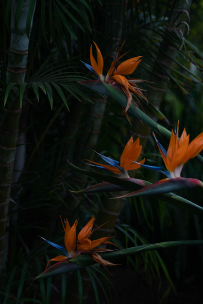 DSC08326.jpg