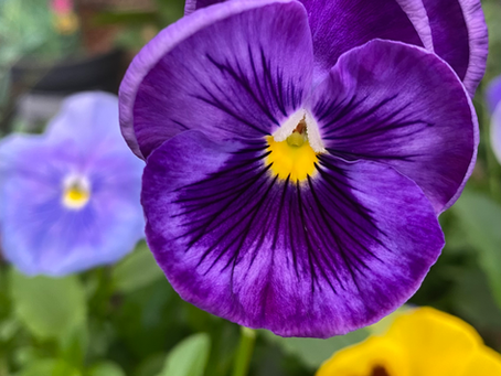 Winter Bedding Available