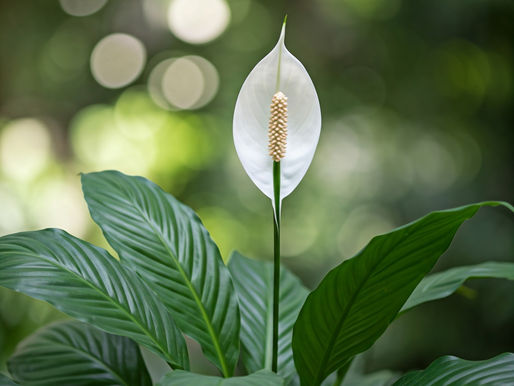 The Blind Spots of Compassion