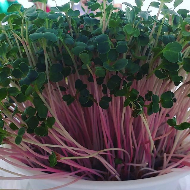 Radish #agardensglory