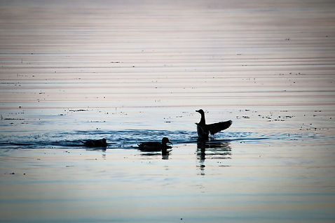 Ducks-low-light.jpg