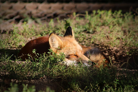 Sleepy Fox.jpg