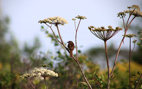 IMG_3709_edited.jpg