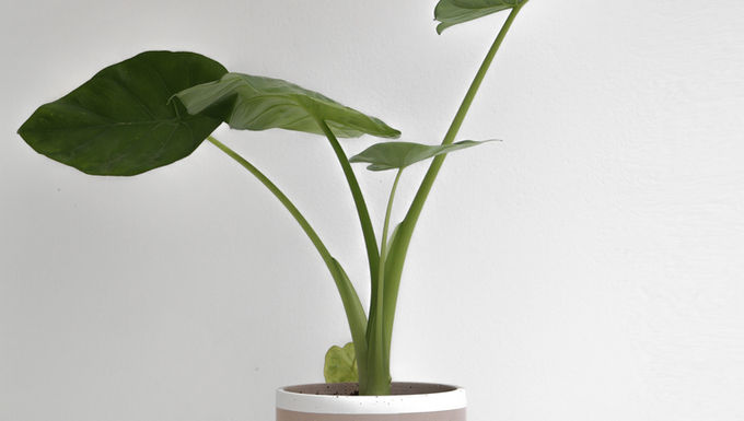 אלוקסיה עלה ירוק + XL_Pipe