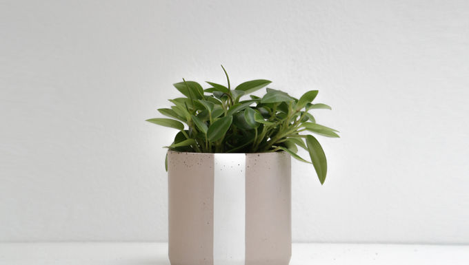 פפרומיה פי קסי בכד בטון L