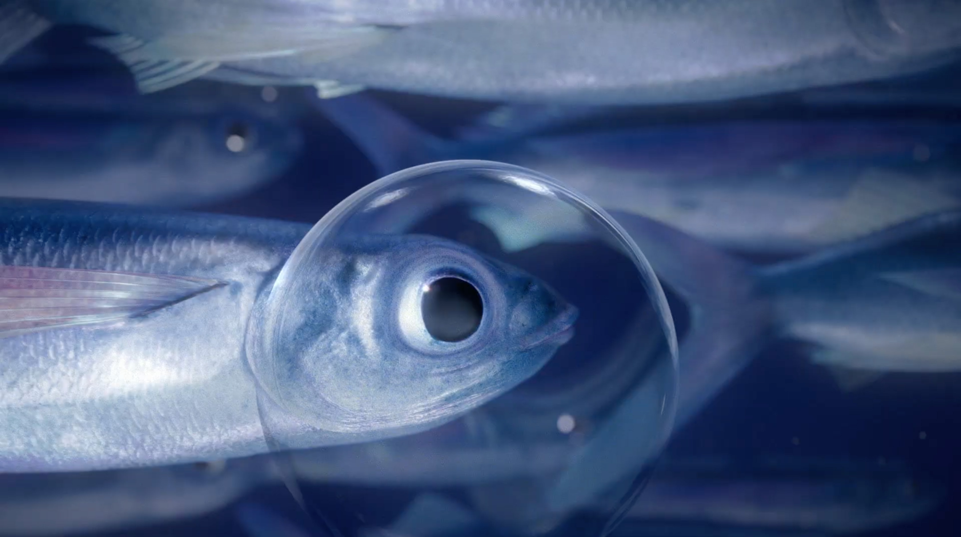 O2 underwater campaign