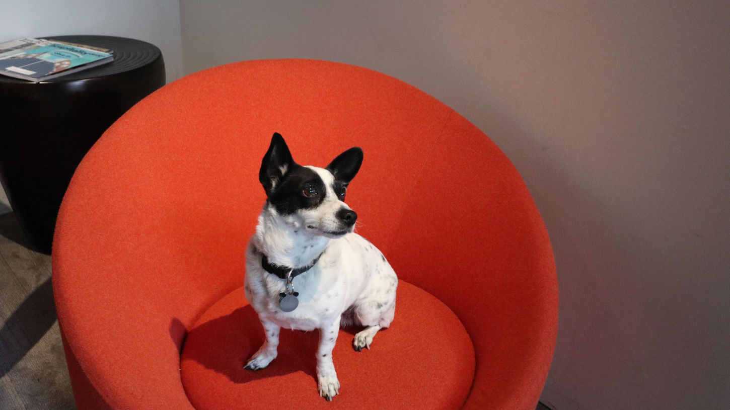 Apple, one of our office dogs, sitting on a chair in the office.