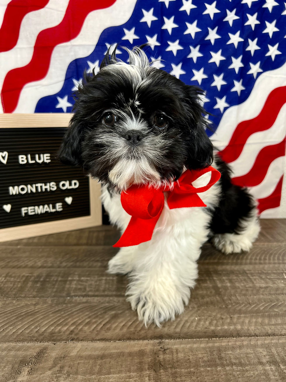  Life with a Shih Tzu at Arizona Shih Tzu Land - Where Puppies and Happiness Collide!