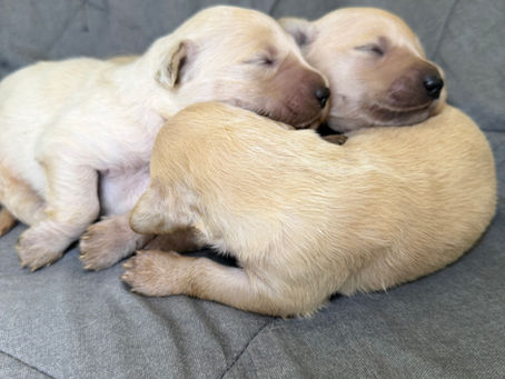 Three newborn Golden Retriever puppies sleeping together on a gray quilt at Stay Golden AZ.