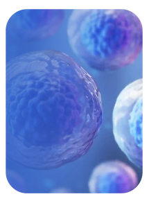 Celulas-madre.png