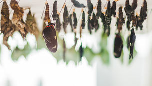 5 Passos para a vida em Deus