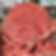 Pink oyster mushrooms