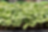 Sunflower microgreens