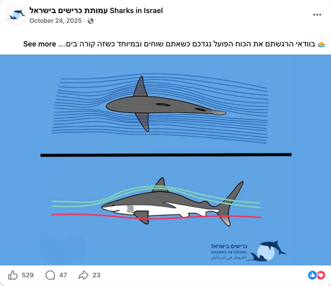 shark physics