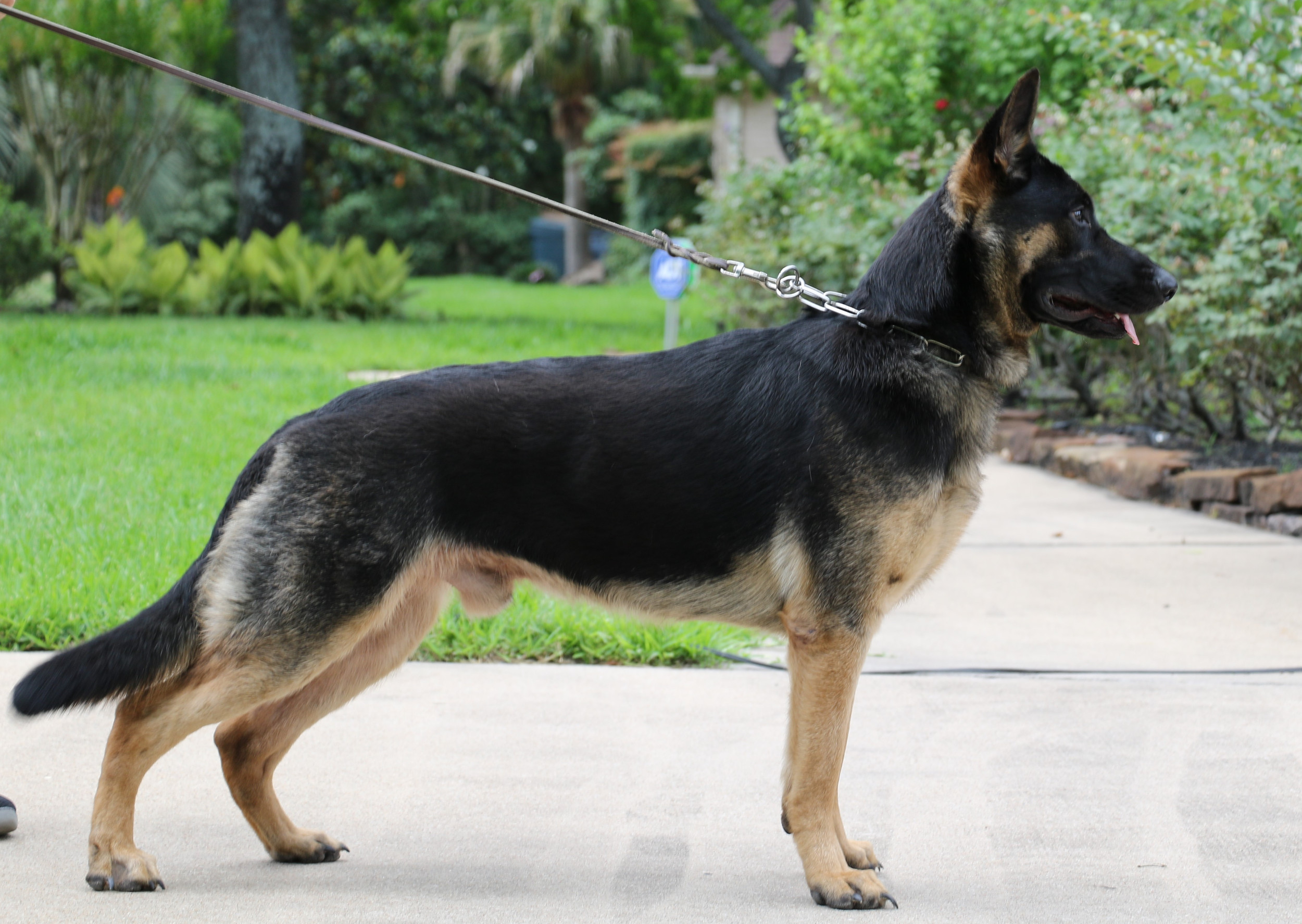 Males Working Line Gsd Aus Der Asche German Shepherds Texas