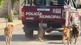 Policías de Xochiltepec arrastran a perrito desde una patrulla
