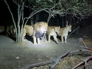 Moon Safari ofrece una experiencia inmersiva y única con los animales