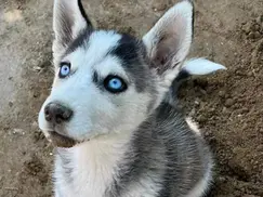 Expo Mascotas 2026 en Atlixco Habrá adopciones, veterinarios y actividades gratuitas