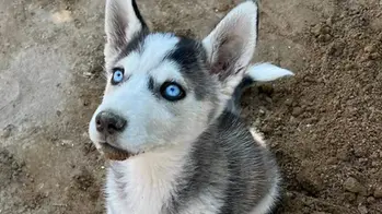 Expo Mascotas 2026 en Atlixco Habrá adopciones, veterinarios y actividades gratuitas