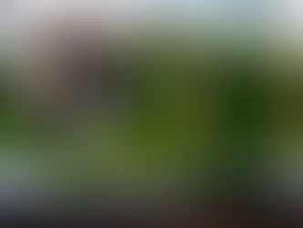 Desmienten desbordamiento de la laguna de San Baltazar en Puebla; el cocodrilo Fugaz está bien