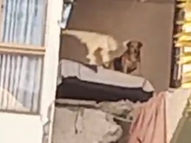 Perrito queda atrapado en un piso alto de un edificio afectado por el sismo en Colombia