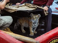 Rescatan a cachorro de tigre de Bengala en Lomas Verdes, Naucalpan