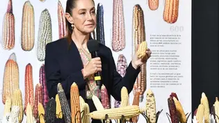 Se importa mayoría del maíz amarillo que consume el país, dice la Presidenta