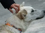 ¿Tu perro recibe los cuidados que necesita? Cinco recomendaciones para una tenencia responsable