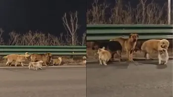 Liderados por un corgi, siete perros robados recorren 17 kilómetros para volver a casa