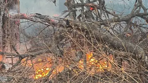 Incendio consume 12 hectáreas de vegetación en predio de Acatlán